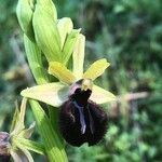 Ophrys sphegodes Flor