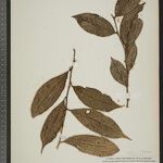 Ryania angustifolia