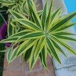 Dracaena reflexa Ліст