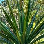 Furcraea foetida Leaf