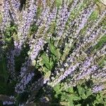 Salvia nemorosa Flower