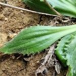 Plantago serraria Hoja