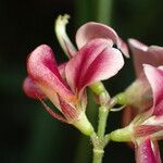 Alysicarpus vaginalisFlower