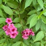 Weigela japonica برگ