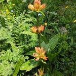 Gentiana punctataFlower