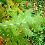 Quercus texana Leaf