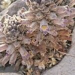 Orobanche ludoviciana Blomst