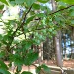 Vaccinium ovatum Fruit