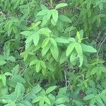 Anagyris latifolia Leaf