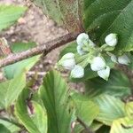 Rubus acuminatus