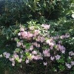 Rhododendron schlippenbachii Flor