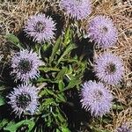 Globularia vulgaris Kvet