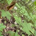 Symphyotrichum lateriflorum ফুল