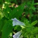 Salvia tomentosa Fleur