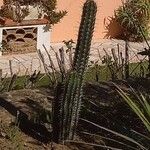 Pachycereus pecten-aboriginum Hábito