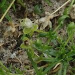 Sagina procumbens Leht