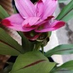 Curcuma alismatifoliaFlower