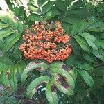 Sorbus sargentiana