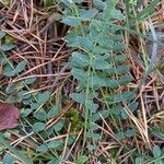 Astragalus monspessulanus Leaf