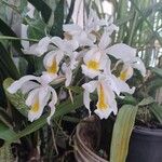 Coelogyne cristata പുഷ്പം