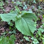 Trillium ovatum 叶