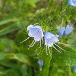 Echium vulgareLorea