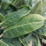 Aglaonema costatum Sonstige