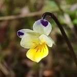 Viola kitaibeliana Květ
