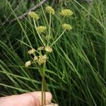 Epikeros pyrenaeus 花