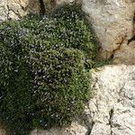 Lithodora hispidula Yeri
