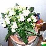 Kalanchoe laciniata ഇല