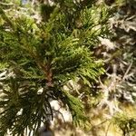 Juniperus foetidissima Blatt