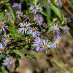 Symphyotrichum oolentangiense 花