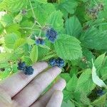 Rubus caesiusFruit