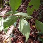 Hedycarya cupulata Blad