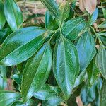 Cocculus laurifolius Leaf