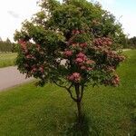 Crataegus laevigataBlomma