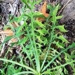 Lactuca viminea Leaf