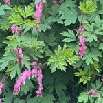 Dicentra eximia 花