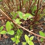 Hypericum androsaemum Leaf