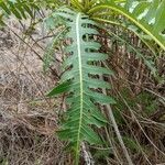 Sonchus canariensis Blatt