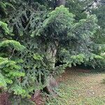 Abies balsamea 形态
