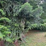 Abies balsamea عادت داشتن