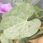 Ipomoea asarifolia Leaf