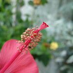 Hibiscus coccineus ফুল