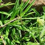 Helichrysum globosum Folio