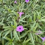 Ruellia nudiflora 花