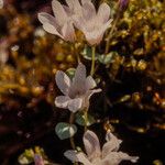 Anagallis tenella Flower