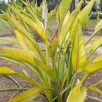 Strelitzia reginaeLeaf