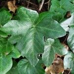 Hedera helixLehti